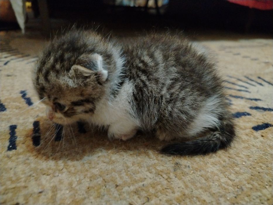 котята бесплатно в добрые руки