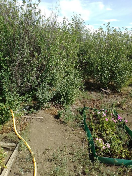 Продается дача "Жемчужина"