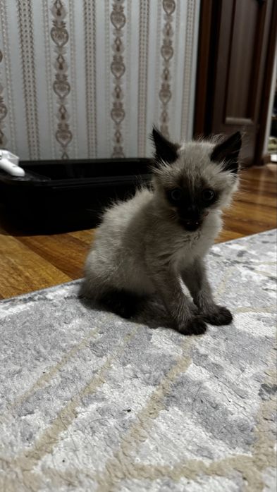 Продам Сиамскую котенка