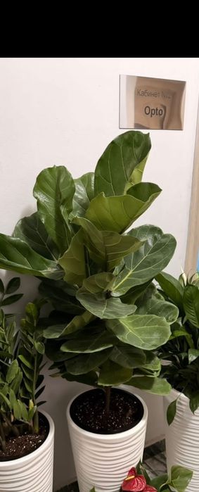 Фикус Лирата комнатные цветы в офис