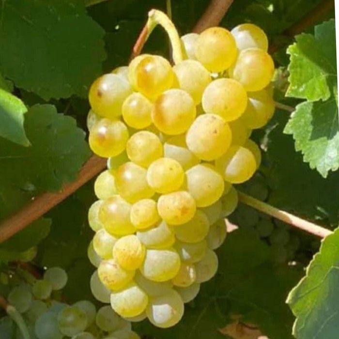 Super Oferta Butași de viță de vie Altoită si Hibridă anul 3