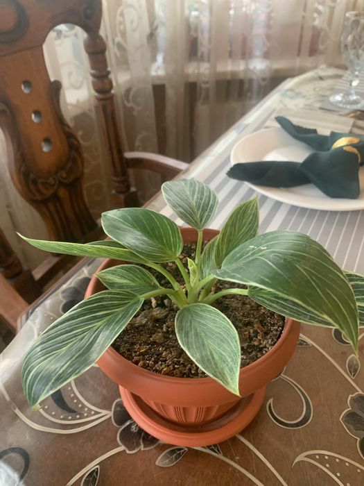 Комнатные цветы в горшках