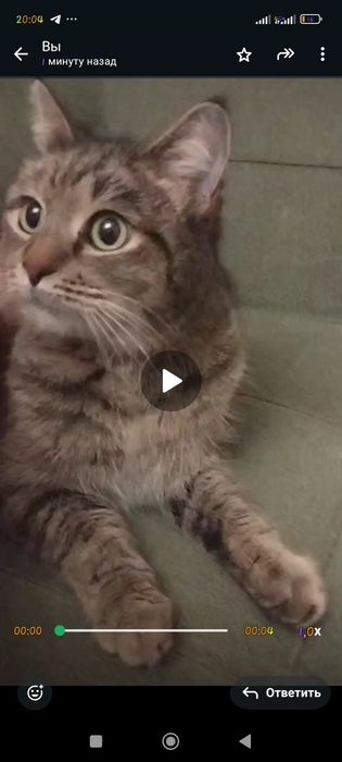 Кошки супер крысоловки ищут дом. Ласковые,умные, шустрые.