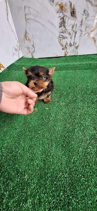 Йоркширски териер бебета