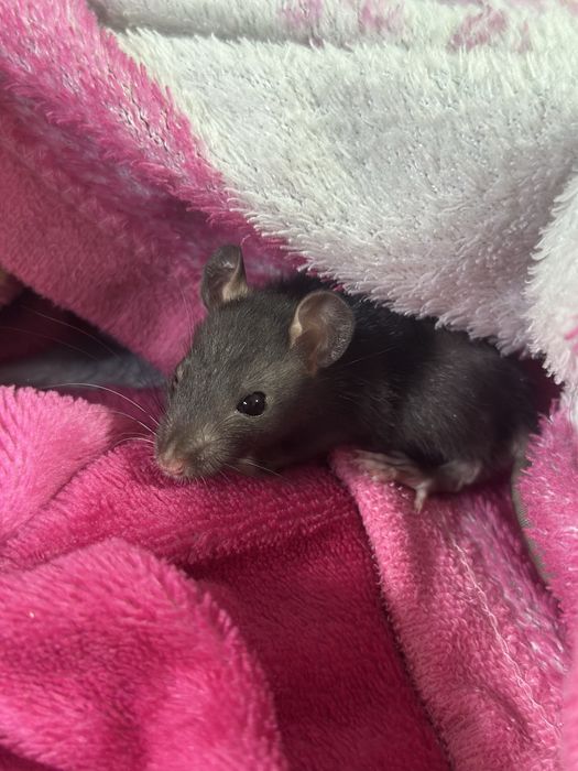 Крыска дамбо 4 недели