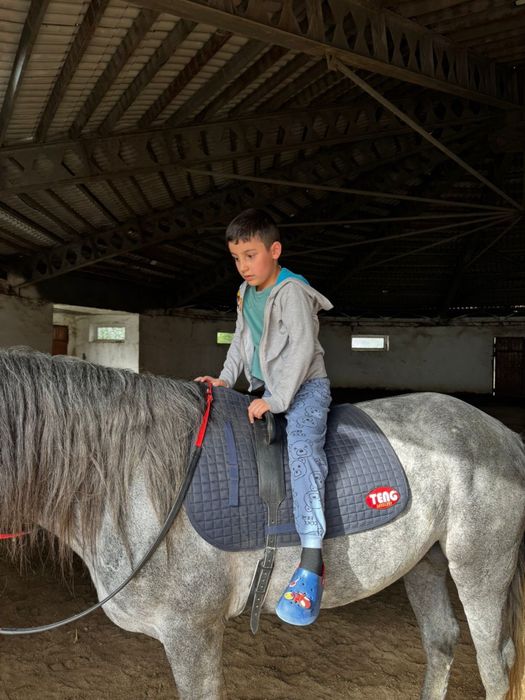 Жеребец для езды