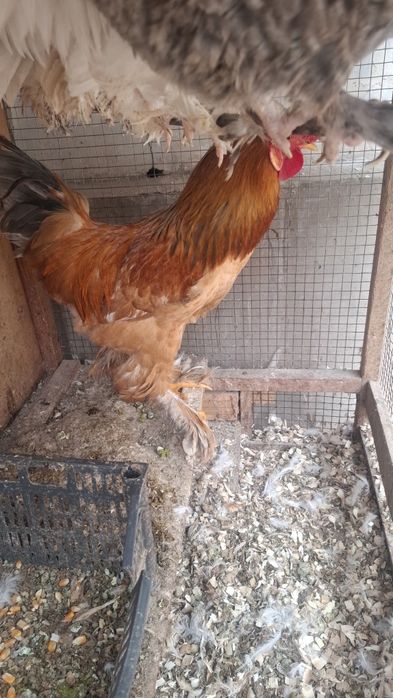 Xoroz sotiladi ozim boqaman jojali