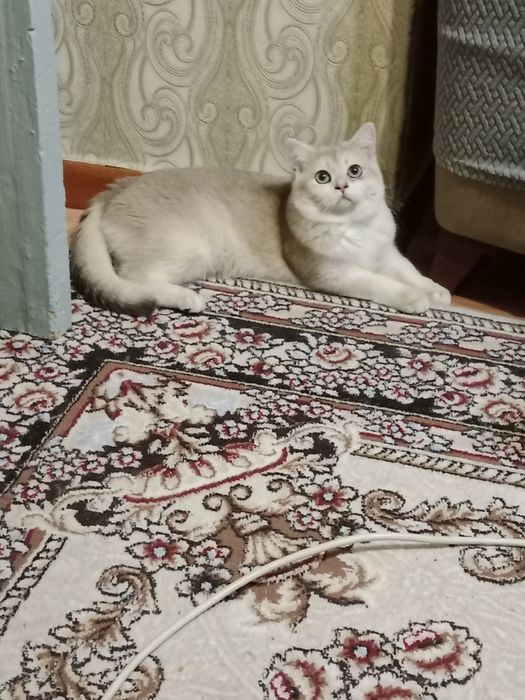Вязка  Шотландский  Скотиш Страйд.