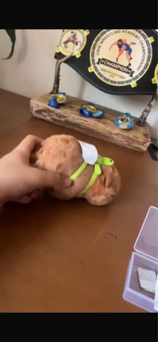 Капибара на фикс