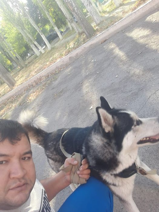 Кабель для вязки хаски орлекин