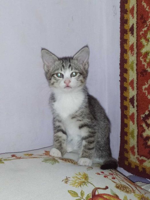 Отдам котят в добрые руки.
