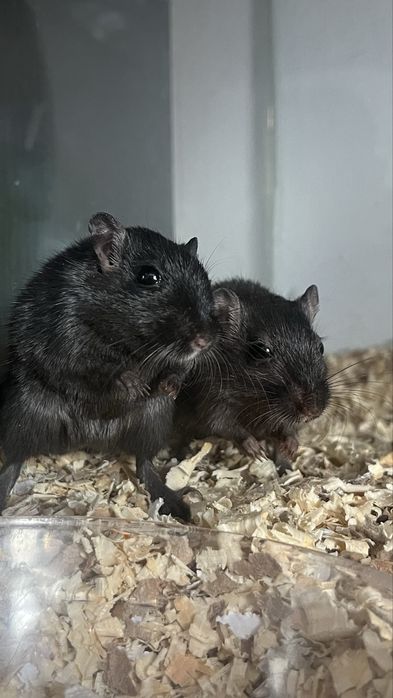 Donez Pui de Gerbil + Adulti
