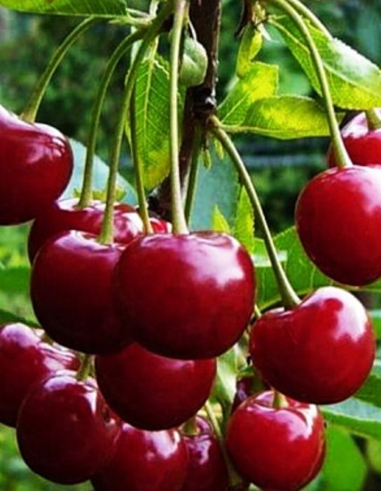 Кучатлар саженцы