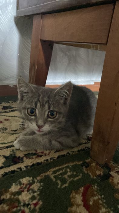 Отдам котят в добрые руки