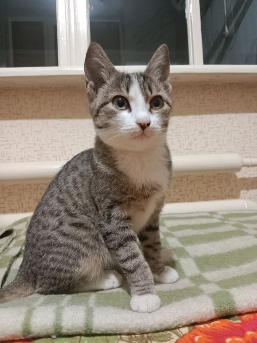 Отдаётся кошка девочка