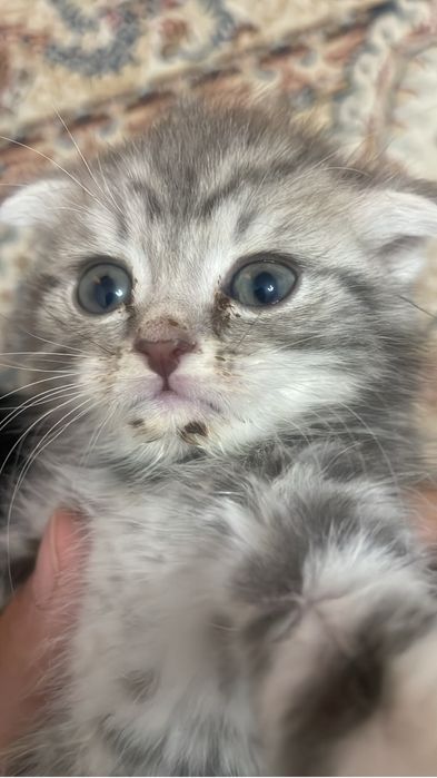 шотландские мысық