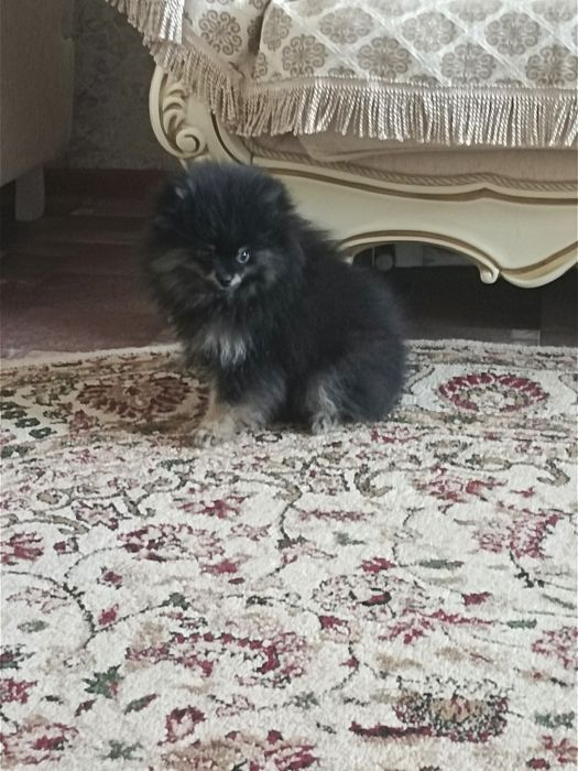 Порода шпиц 3 месяца