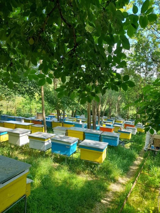 Lăptișor de Matca Pur Crud, Podmore, Apilarnil Pur