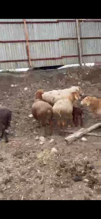 Қойлар сатылымда