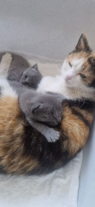 Котята       мальчик и девочка