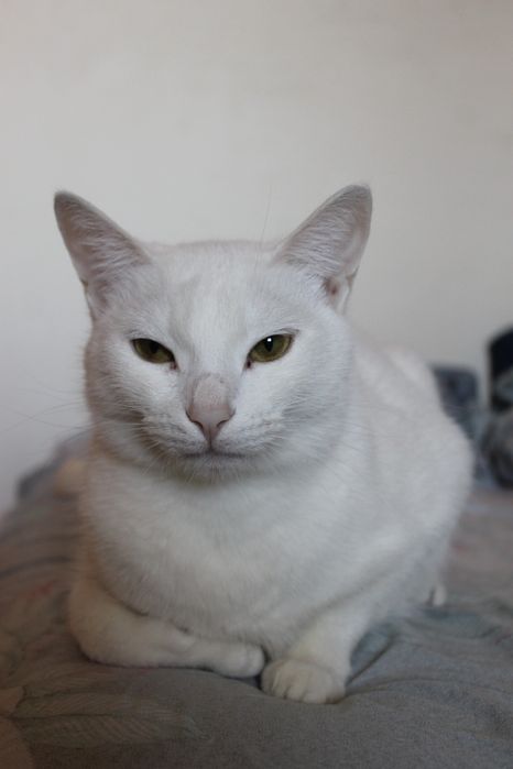 Отдаем в добрые руки Дебби