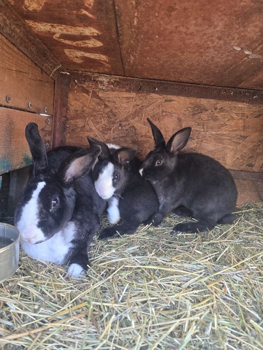 Rex dalmațian de vânzare