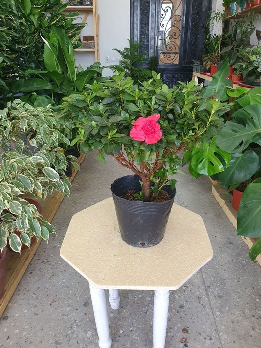 Azaliya Азалия .