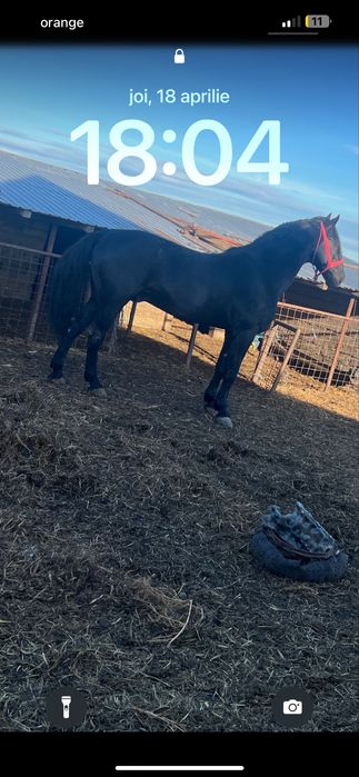 Vand cal calu are 8 ani