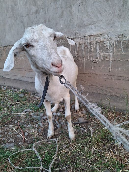 Козы ешки коза бб