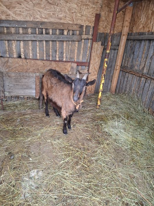 La vânzare 2 capre gestante și un țap