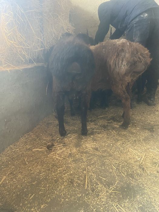 Kuy kuzilar bor 5 ta 2 urgochi 3 ta kuchkor