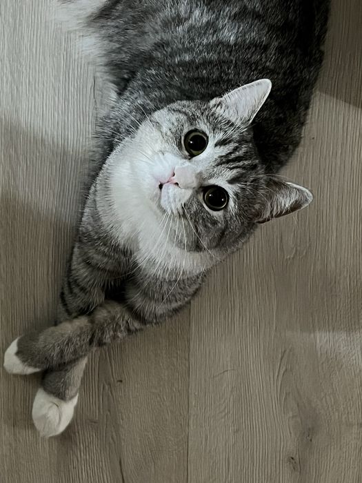 Отдам даром кошку