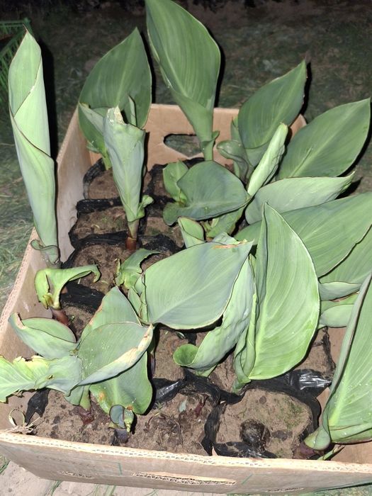 Цветы --   Канны