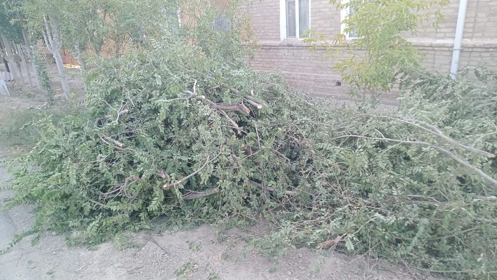 Ағаш тегін беремін