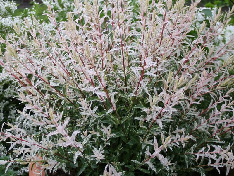 Salcie japoneza Hakuro patata roz Salcie plangatoare