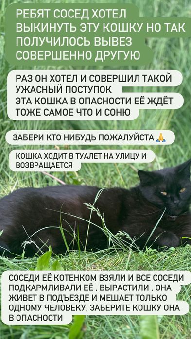 Кошка бесплатно