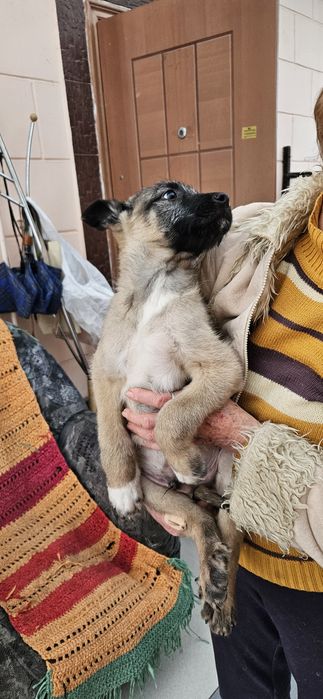 Классные щенки  в добрые руки!