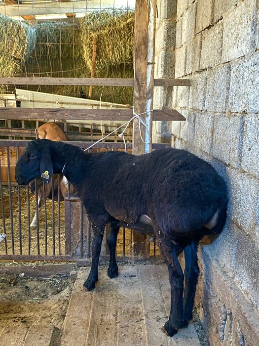 Қошқар бордақы семіз бидайда тұрған