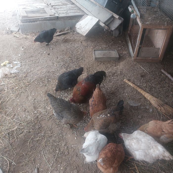Дамашние куры и петух
