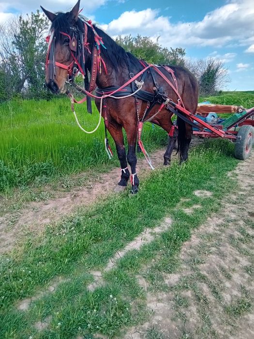 Iapă trapasă garantată