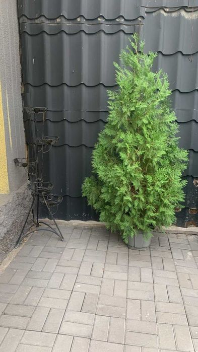 Продам красивые туи — 2 штуки!