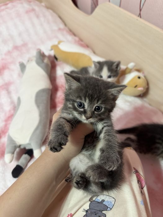 Котеночки в добрые руки