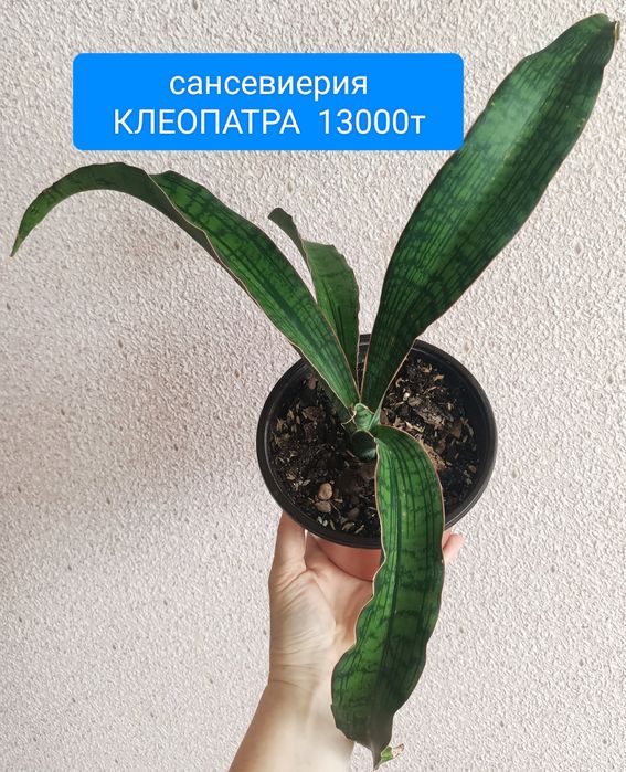 Филодендрон Минарум 5800т