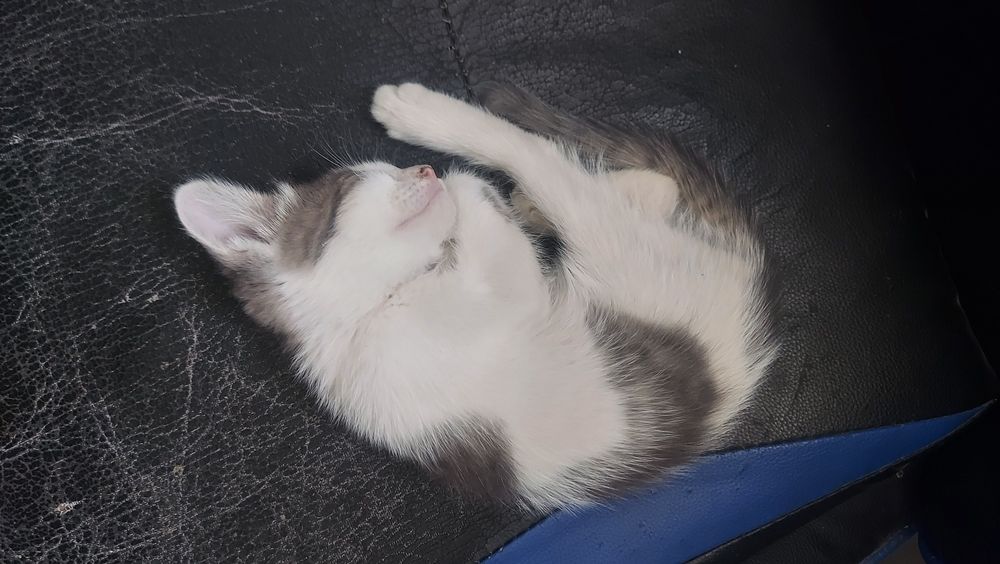 Котята котята мысык