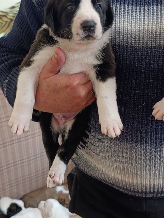 Продаются щенки азиатского Алабая