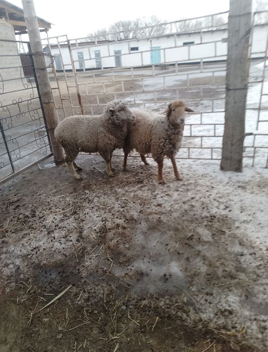 Продаётся бараний