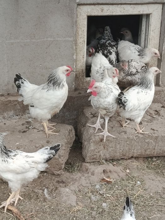Продам цыплят. Адлер
