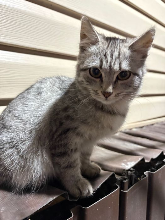 Отдам котят мальчиков