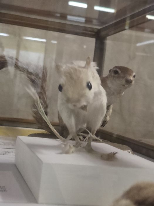 Remorca Ford Transit