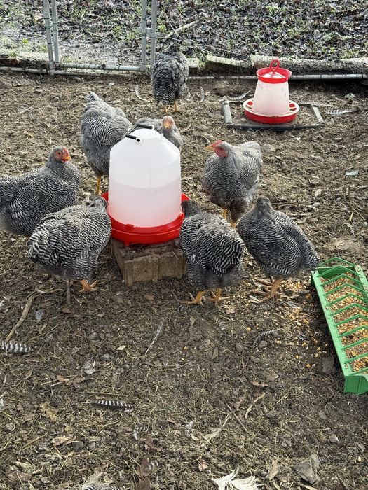 Cocosi rasa playmouth rock barat